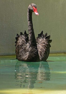 Black Swan Head On