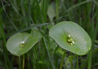 Miner's Lettuce