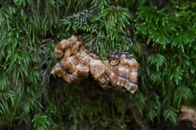 Furry Fungi