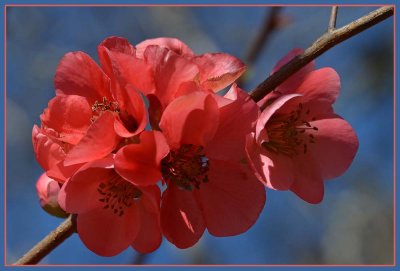 Flowering Quince