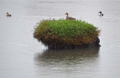 Duck Island