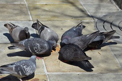 Pigeon Lunch