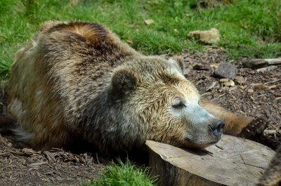 Grizzly Nap
