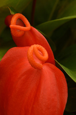 Anthurium Scherzerianum