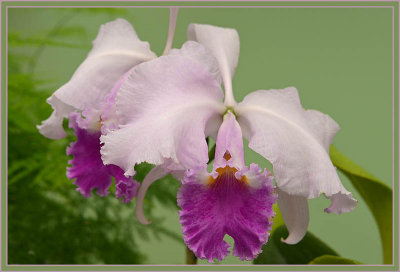 Pink & Fuschia Orchid
