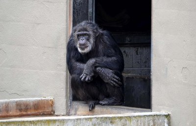 Old Chimp in Doorway