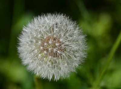 Dandelion