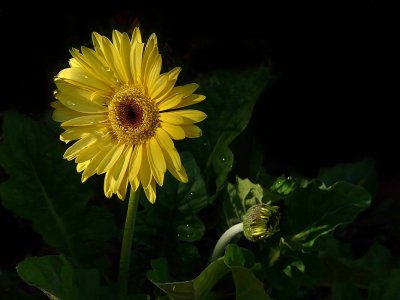 Bright Yellow Sunflower