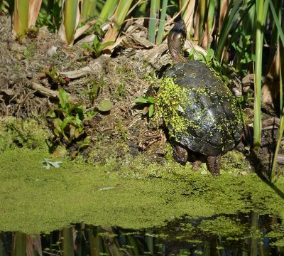 Mossy Turtle