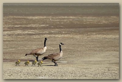 A Family of Canada Geese