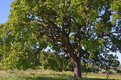 Huge Tree