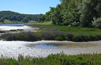 Drying Marsh