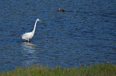 Great Egret