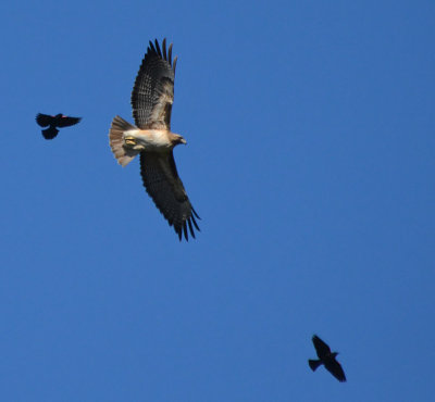 Red-tailed Hawk Harrassed by Blackbirds