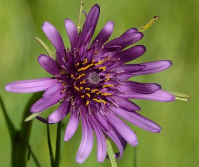 Purple Salsify