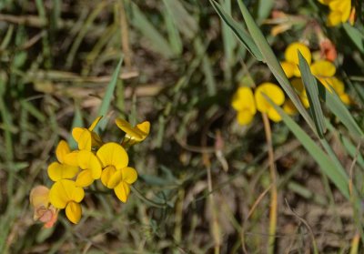 Bird's Foot Trefoil