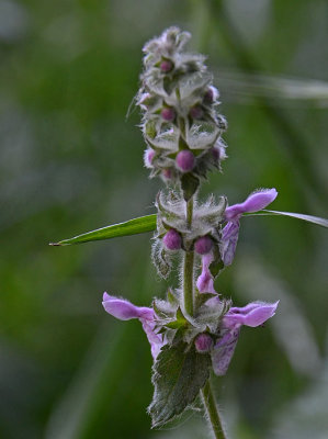 Hairy Hedge Nettle