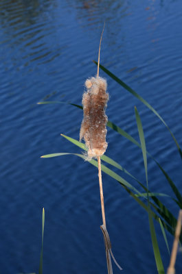 4/17/13: Cattail