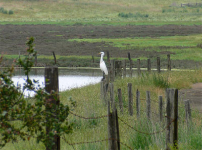 Great Egret With a View