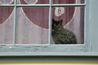 How Much Is That Kitty In the Window?