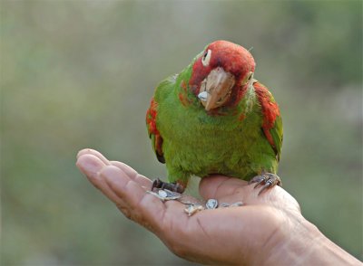 A Bird In Hand. . .