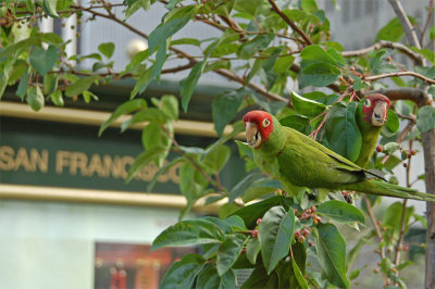 San Francisco Wildlife!