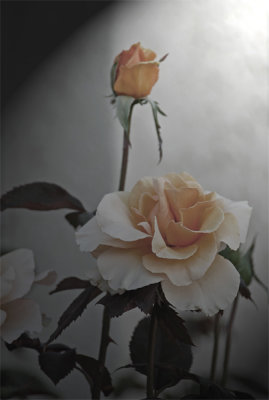 Orange Rose - Desaturated and Lighting Effects