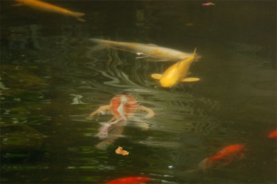 Goldfish - Original