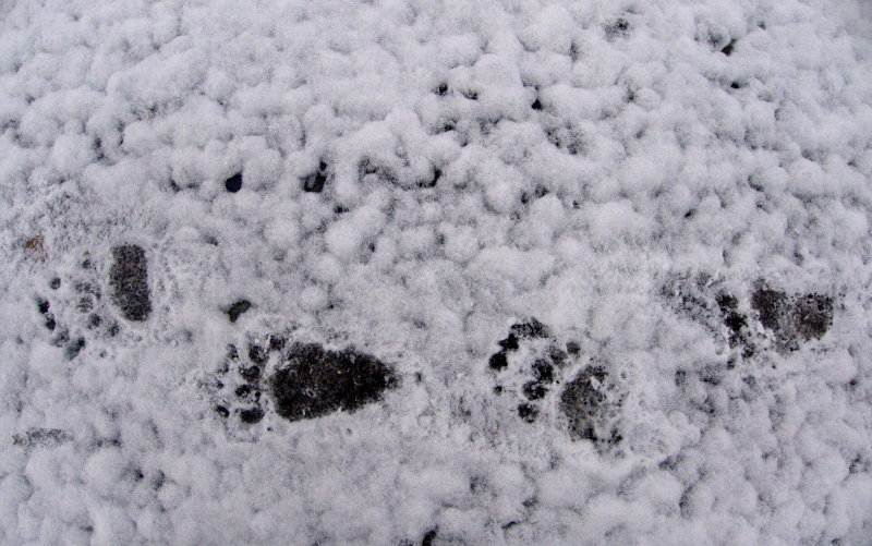 GRIZZLY TRACK SERIES.jpg