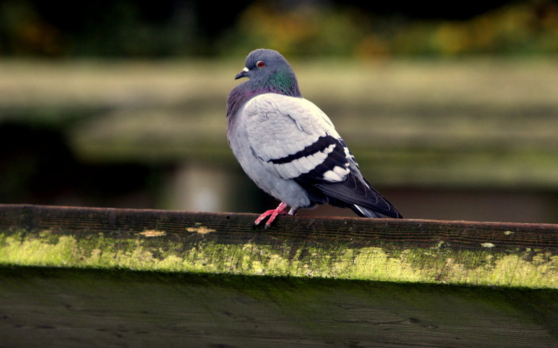 ROCK PIGEON 4.JPG