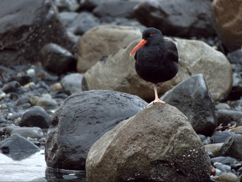 oystercatchers  1.jpg