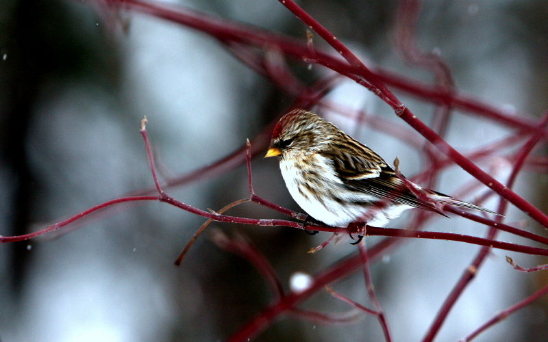 COMMON REDPOLLS 2.JPG