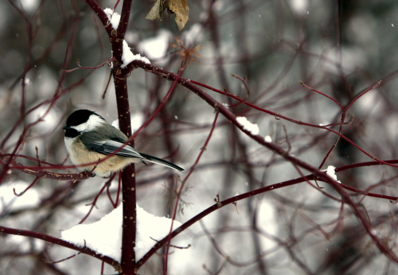 BLACK-CAPPED.JPG