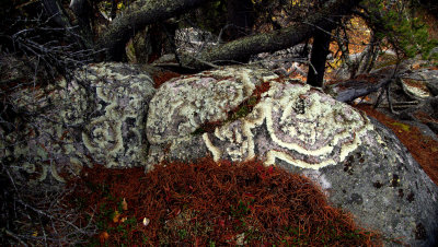 CRUST LICHEN.jpg