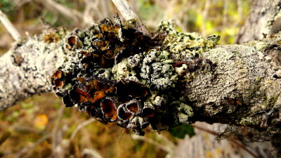 LICHENS ON SUB-ALPINE FIR.JPG