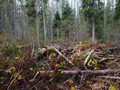 SOMETIMES THE DEADFALL MAKES IT HARD TO WALK.JPG