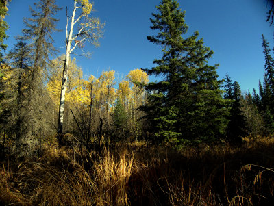 FOREST INTERIORS  3.jpg