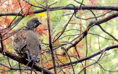 FRANKLINS SPRUCE GROUSE.JPG