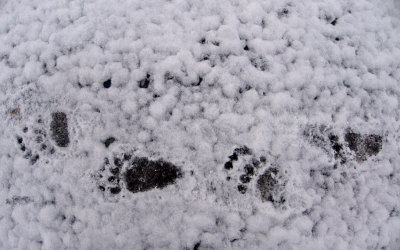 GRIZZLY TRACK SERIES.jpg