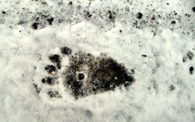 GRIZZLY TRACK.jpg