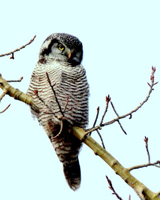 HAWK OWL.JPG