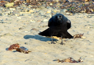 BELLICOSE NORTHWESTERN CROW.JPG