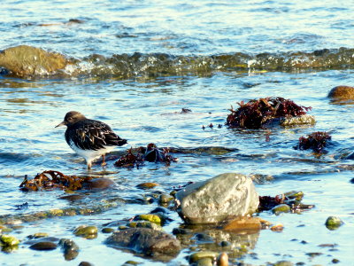 BLACK TURNSTONE.JPG