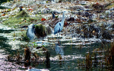 GREAT BLUE HERON.JPG