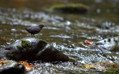 DIPPER.JPG