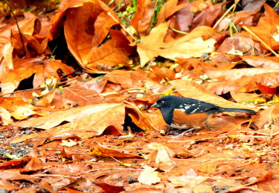 SPOTTED TOWHEE.JPG