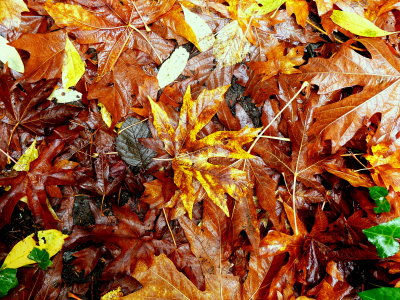 BIG LEAF MAPLE LEAVES.JPG