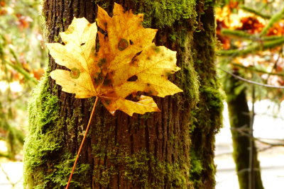 BIG LEAF MAPLE LEAF.JPG