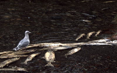 POSSIBLE 3RD YEAR GLAUCOUS-WINGED.JPG