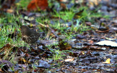 DUSKY FOX SPARROW.JPG